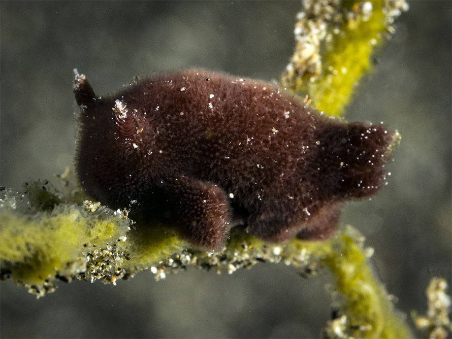 Jorunna sp. J